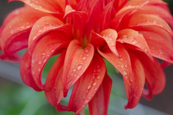 Dahlia ‘Bloomquist Jean’