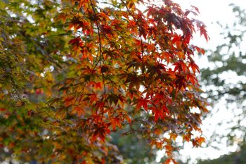 Early Fall Color