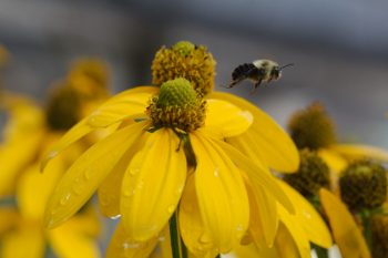 Bumble Bee Leaving a <em>Rudbeckia</em> ‘Herbstonne’