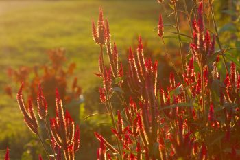 Amaranth