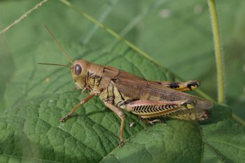 Melanoplus differentialis (Differential Grasshopper)