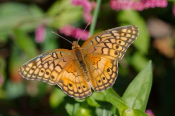 Euptoieta claudia (Variegated Fritillary)