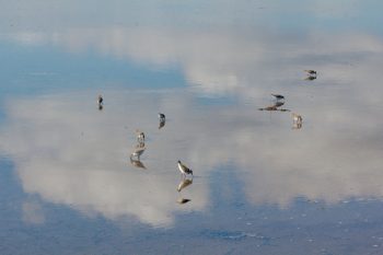 Actitis hypoleucos (Common Sandpiper)