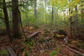 Manchester Cedar Swamp