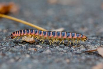 Millipede