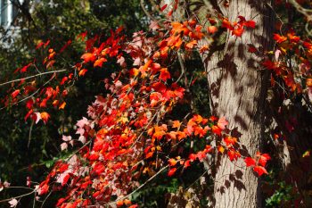 Red Maple Leaves