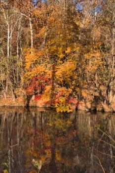 C&O Canal, Below Violet's Lock