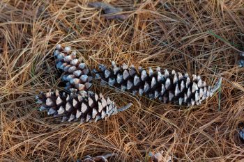 Pine Cones and Needles