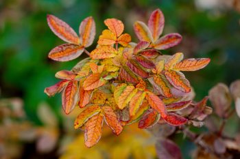 Rose Leaves