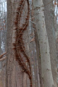 Sinuous Vines