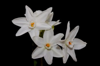 Paperwhites (Narcissus tazetta)