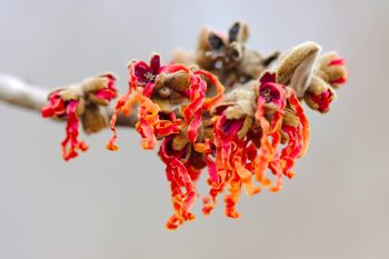 Hamamelis x intermedia ‘Robert’ (Witchhazel)