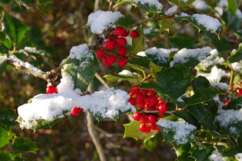 Holly in Snow