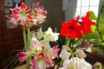 Amaryllis Forest