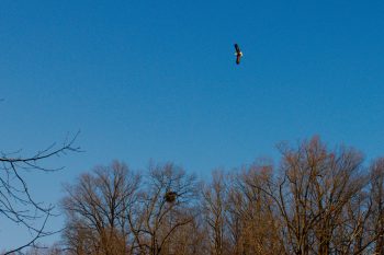 Bald Eagle (Haliaeetus leucocephalus)