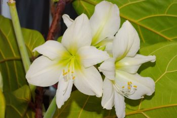 Amaryllis ‘Lemon Star’