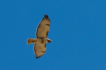 Red-tailed Hawk (Buteo jamaicensis)