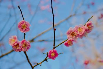 Early Cherry Blossoms, McCrillis Garden