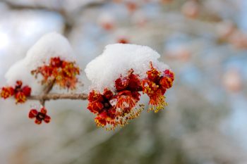 Snow on Maple Flowers