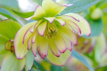 Lenten Rose ‘Rose Quartz’