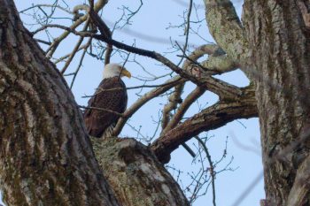 Bald Eagle (Haliaeetus leucocephalus)