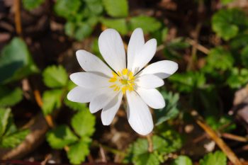 Sanguinaria canadensis (Bloodroot)