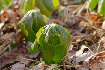 Podophyllum peltatum (Mayapple)