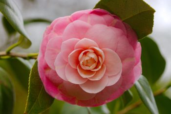 Camellia japonica ‘Pink Perfection’