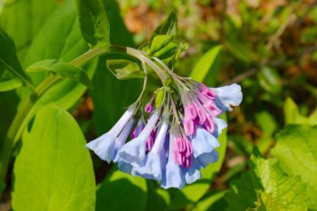 Mertensia virginica (Virginia Bluebells)