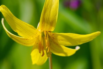 Erythronium americanum (Trout Lily)