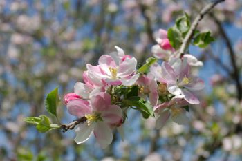 Apple Blossoms