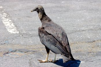 Coragyps atratus (Black Vulture)