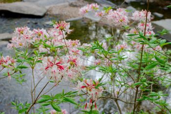 Rhododendron periclymenoides (Pinxsterbloom Azalea)