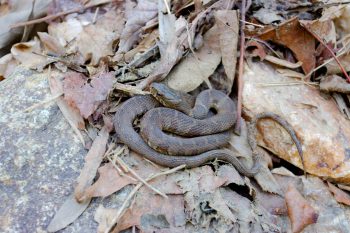 Nerodia sipedon (Northern Watersnake)