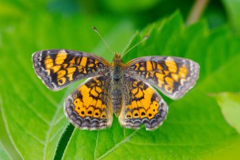 Phyciodes tharos (Pearl Crescent)