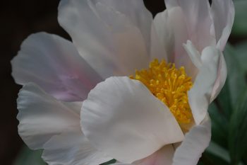 Peony