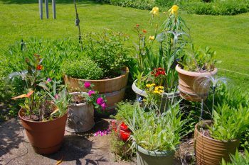 Patio Garden