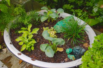 Hosta Garden