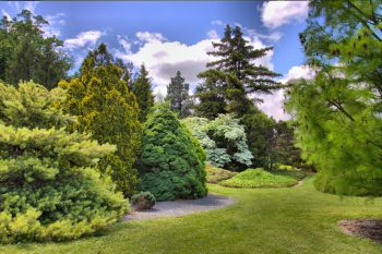 Gotelli Conifer Collection, U. S. National Arboretum