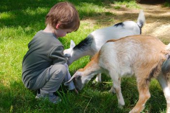 Silas and Two Goats