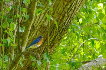 Eastern Bluebird (Sialia sialis)