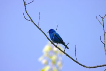 Indigo Bunting (Passerina cyanea)