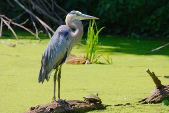 Great Blue Heron (Ardea herodias)