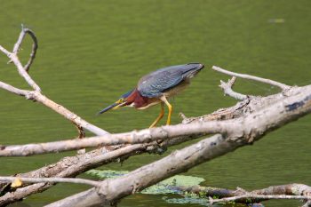 Green Heron (Butorides virescens)