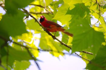 Northern Cardinal (Cardinalis cardinalis)