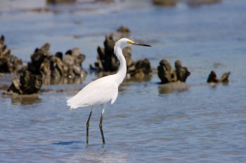 Snowy Egret (Egretta thula)