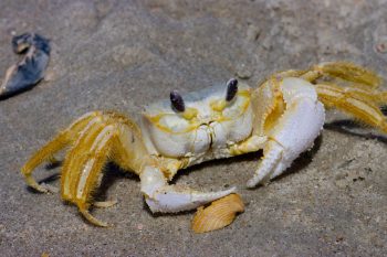 Atlantic Ghost Crab (Ocypode quadrata)