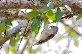  Tufted Titmouse  (Baeolophus bicolor)