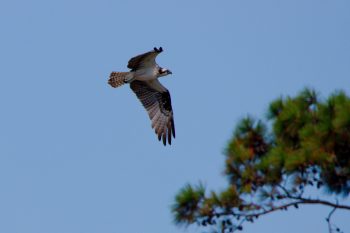  Osprey  (Pandion haliaetus)