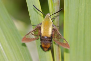 Sphinx Moth (Hemaris sp.)